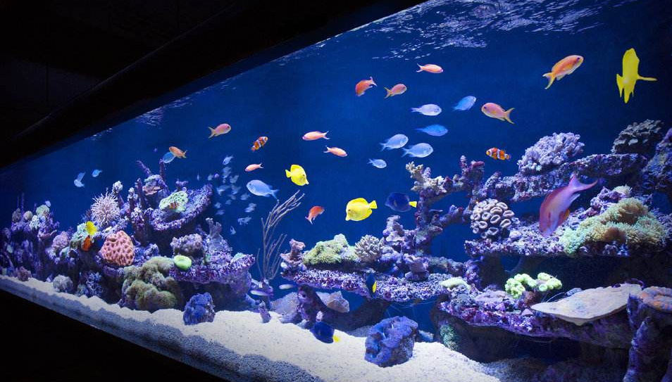 魚(yú)缸過(guò)濾器